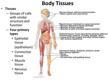 Body Tissues Tissues – Groups of cells with similar structure and function – Four primary types Epithelial tissue (epithelium) Connective tissue Muscle.