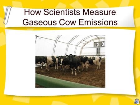 How Scientists Measure Gaseous Cow Emissions. Cows Produce Gas Methane is one of the gases produced by cows when they digest food. Cows release methane.