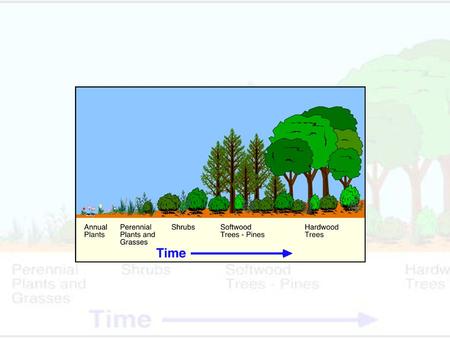 Succession There is always flux in community composition, but there may be apparent directional change (e.g. an orderly process of community development.