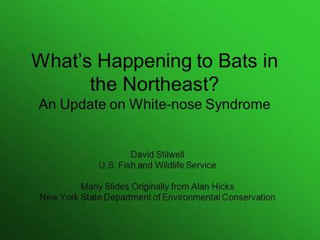 What’s Happening to Bats in the Northeast? An Update on White-nose Syndrome David Stilwell U.S. Fish and Wildlife Service Many Slides Originally from Alan.