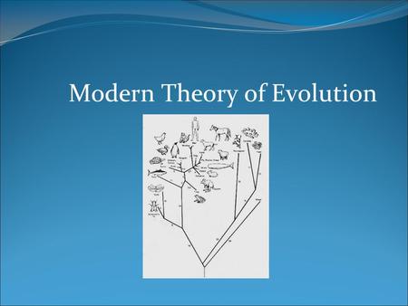 Modern Theory of Evolution. Hugo De Vries – botanist and geneticist Recognized that organisms of different species still share common phenotypes Concluded.