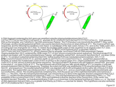 PLZ-htrA forward 6.0 kb aphA repA copG family NotI SalI htrA EcoRI pLZ-htrA reverse 6.0 kb aphA repA copG family NotI SalI EcoRI htrA Figure S1 A DNA fragment.