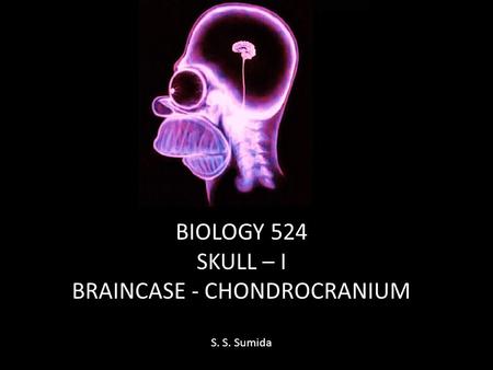 BRAINCASE - CHONDROCRANIUM