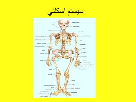 سيستم اسكلتي. 1. اسكلت محوري ( Axial skeleton ) 2. اسكلت ضمايم ( Appendicular skeleton )