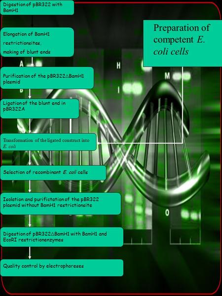 Preparation of competent E. coli cells Transformation of the ligated construct into E. coli Purification of the digested fragment Purification of the pBR322.