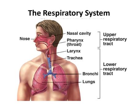 The Respiratory System. Respiratory System Functions Gas exchange: Oxygen enters blood and carbon dioxide leaves Regulation of blood pH: Altered by changing.