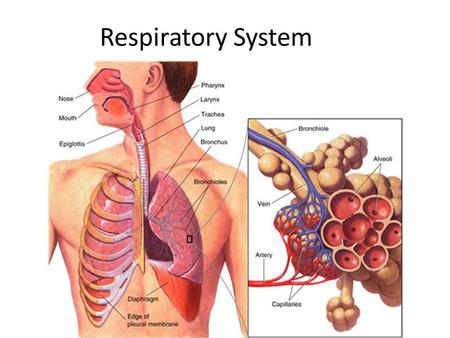 Respiratory System. Challenge ? People from sea-level usually experience increased respiration when they go to high elevations. Explain why?