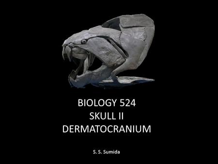 BIOLOGY 524 SKULL II DERMATOCRANIUM S. S. Sumida.