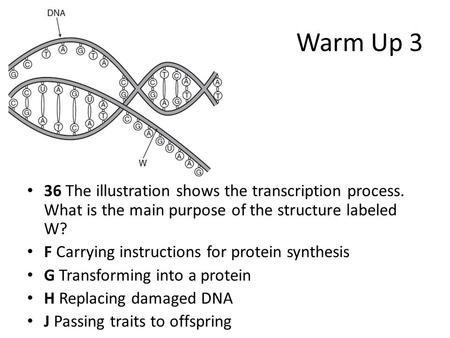 Warm Up 3 36 The illustration shows the transcription process. What is the main purpose of the structure labeled W? F Carrying instructions for protein.