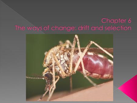  Read Chapter 6 of text  Brachydachtyly displays the classic 3:1 pattern of inheritance (for a cross between heterozygotes) that mendel described.