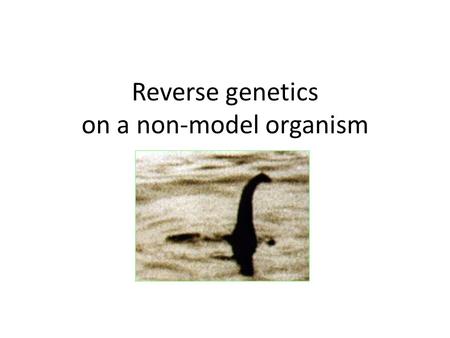 Reverse genetics on a non-model organism. Reverse genetics Gene in hand. What’s its function?