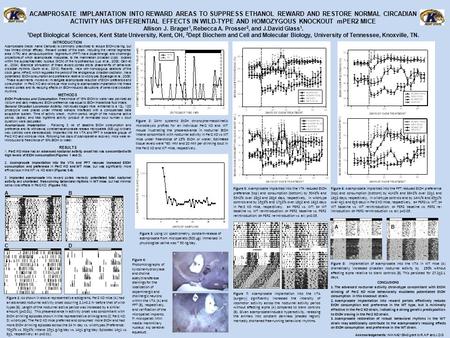 ACAMPROSATE IMPLANTATION INTO REWARD AREAS TO SUPPRESS ETHANOL REWARD AND RESTORE NORMAL CIRCADIAN ACTIVITY HAS DIFFERENTIAL EFFECTS IN WILD-TYPE AND HOMOZYGOUS.