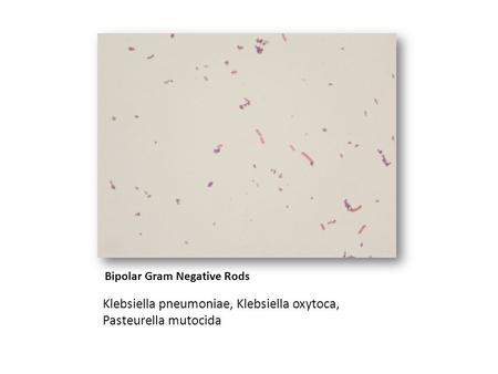 Bipolar Gram Negative Rods