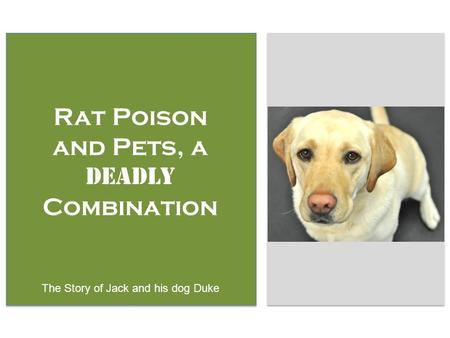 Rat Poison and Pets, a Deadly Combination The Story of Jack and his dog Duke.