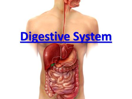 Digestive System.