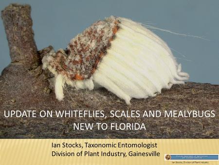 Ian Stocks, Division of Plant Industry Ian Stocks, Taxonomic Entomologist Division of Plant Industry, Gainesville UPDATE ON WHITEFLIES, SCALES AND MEALYBUGS.