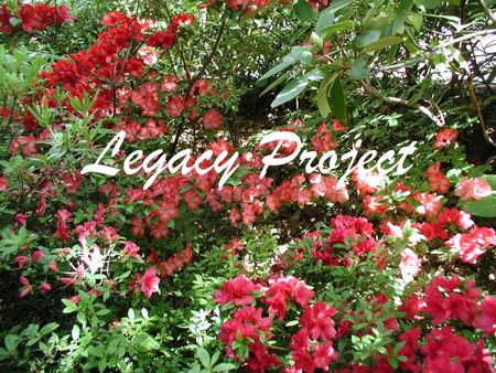 Legacy Project. Current Situation The Azalea Society of America in general and the Northern Virginia Chapter have a large number of hybridizers who have.