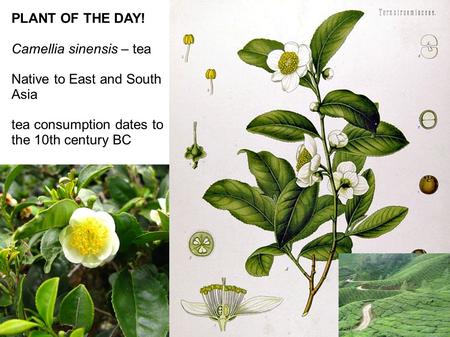 Pl PLANT OF THE DAY! Camellia sinensis – tea Native to East and South Asia tea consumption dates to the 10th century BC.