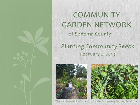 Planting Community Seeds February 2, 2013 COMMUNITY GARDEN NETWORK of Sonoma County Sunrise Community Garden, PetalumaWindsor Community Garden.