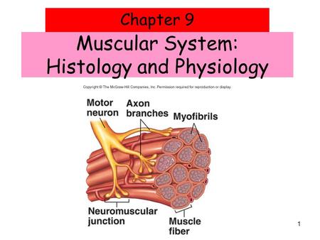 Muscular System: Histology and Physiology