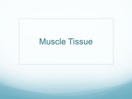 Muscle Tissue.