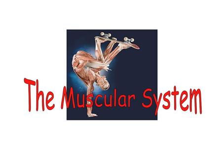 The Muscular System.