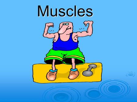 Muscles The Muscular System Functions  Body Movement  Maintenance of Position  Respiration / organ volume  Production of Body Heat (Thermogensis)