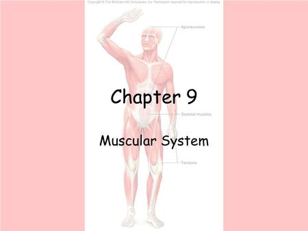 Chapter 9 Muscular System.