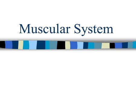 Muscular System. Classification Red vs. White Somatic vs. Visceral –Move bones or cartilages vs. organs, vessels, and ducts. Voluntary vs. Involuntary.