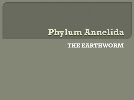 Phylum Annelida THE EARTHWORM.