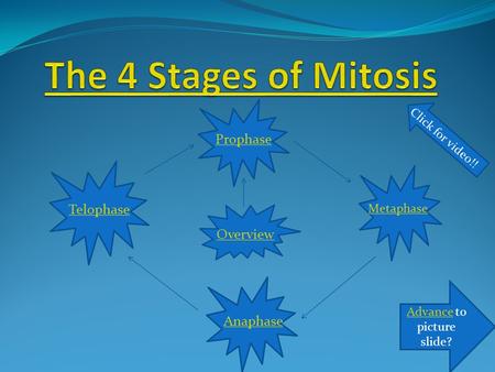 Prophase Metaphase Telophase Anaphase Overview Click for video!! AdvanceAdvance to picture slide?