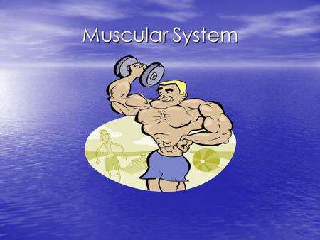 Muscular System.