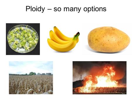 Ploidy – so many options. Impacts of Ploidy Changes Changes in chromosome number and structure can have major health impacts e.g. trisomy 21 Polyploidy.