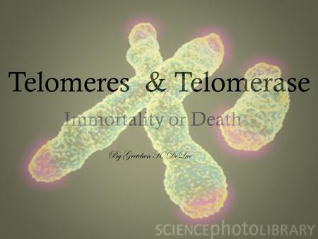 Telomeres & Telomerase Immortality or Death By Gretchen K. DeLue.