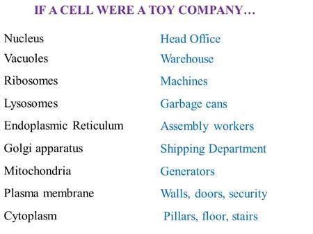 Nucleus Vacuoles Ribosomes Lysosomes Endoplasmic Reticulum Golgi apparatus Mitochondria Plasma membrane Cytoplasm Head Office Warehouse Machines Garbage.