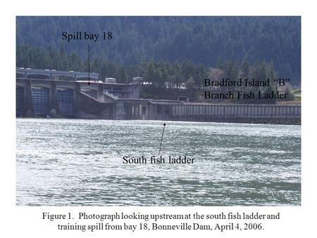 Figure 1. Photograph looking upstream at the south fish ladder and training spill from bay 18, Bonneville Dam, April 4, 2006. Spill bay 18 South fish ladder.