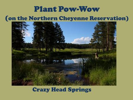 Plant Pow-Wow ( on the Northern Cheyenne Reservation) Crazy Head Springs.