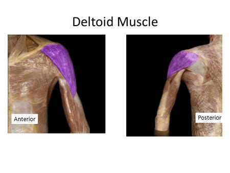 Deltoid Muscle Anterior Posterior.