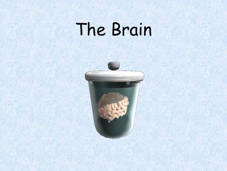 The Brain.