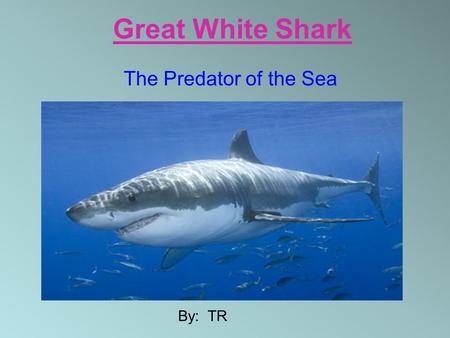 Great White Shark The Predator of the Sea By: TR.