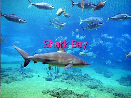 Shark Bay. ► Shark Bay is a world heritage site in the Gascoyne region of Western Australia. It is an area centered approximately on 25°30′S 113°30′E.