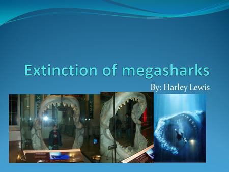 By: Harley Lewis. Main question? What happened to megasharks like Carcharodon megalodon?