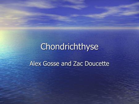 Chondrichthyse Alex Gosse and Zac Doucette. Phylogenetic Tree.