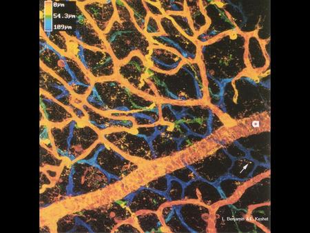 L. Benjamin & E. Keshet. New blood vessel formation (revascularisation/angiogenesis) blood vessel structure (varies between tissues) Cellular mechanisms.