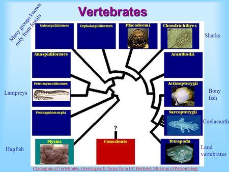 Vertebrates Hagfish Lampreys Sharks Bony fish Land vertebrates Coelacanth Many groups known only from fossils Cladogram of vertebrates, stressing early.