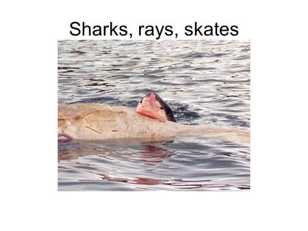 Sharks, rays, skates. Sharks Rays Skates Class Chondrichthyes Members of the Chondrichthyes all lack true bone and have a skeleton made of cartilage.