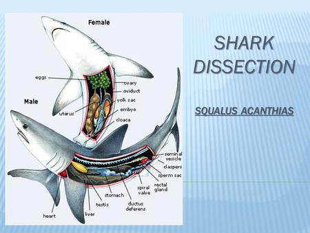 Shark dissection Squalus acanthias