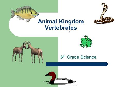 Animal Kingdom Vertebrates