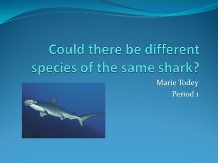 Marie Todey Period 1. Twin Hammerheads When studying the DNA of what they thought was a scalloped hammerhead shark, scientists recently discovered that.