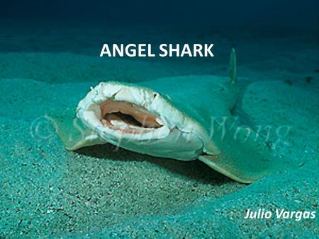 ANGEL SHARK Julio Vargas. PACIFIC ANGELSHARK Order - Squatiniformes Family - Squatinidae Genus - Squatina Species - californica.